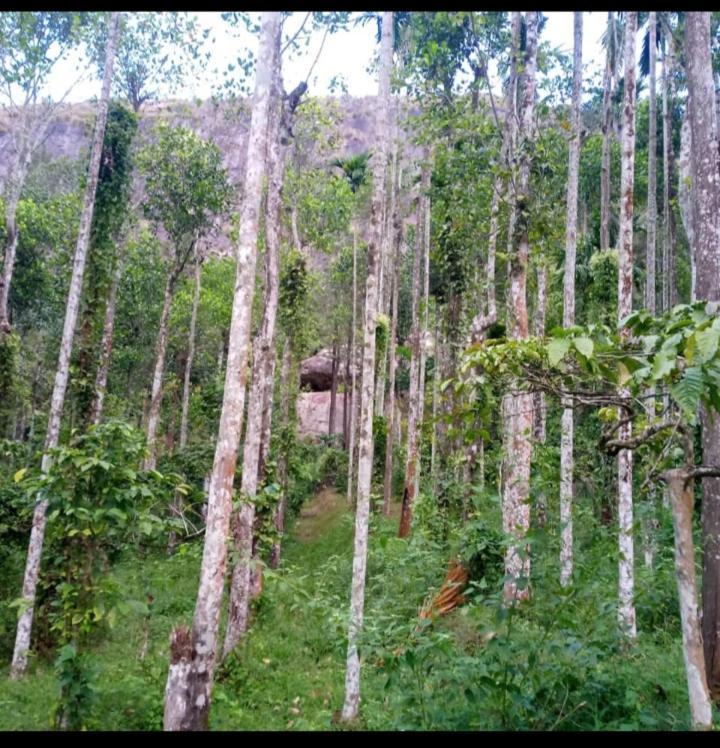 Wayanad Snow Vibes Vythiri Exterior foto